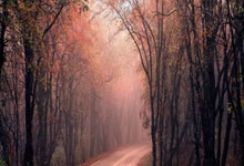 阿根廷队在南美锦标赛中战胜墨西哥：胜利背后的激情与技艺